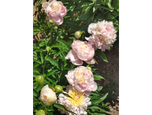 IMG 20220624 123632.jpg