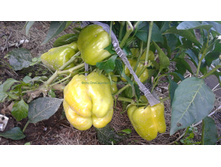 ����� �����. ������������. ������� ������� ������ - 5-7 ��