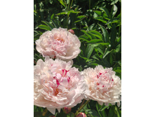 IMG 20220623 100149.jpg