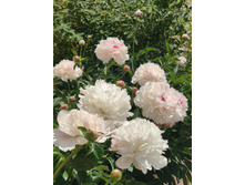 IMG 20220624 120850.jpg