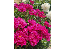 IMG 20220624 120917.jpg