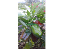 ���� ������