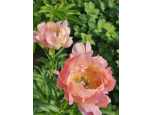 IMG 20220624 121422.jpg