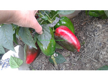 ������ ������