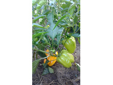 ����� �����. ������������. ������� ������� ������ - 5-7 ��