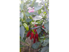 ���� (�������� ��������)