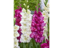 52,3 ���. ��������� ����� ���� ��� ���� ����� (� �������� 2 ��.) ������� �������� 4 ��..jpeg