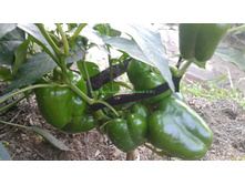 ����� ������