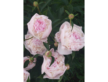 IMG 20220625 210007.jpg