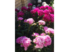 IMG 20220625 081737.jpg