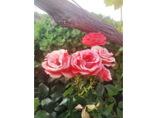 IMG 20220819 153316.jpg