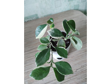 ���� Australis albomarginata.