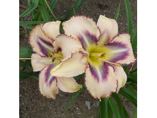 ������� �� �� (No3)