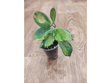 ���� Australis variegata Sunnyside up.