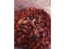 ���.����