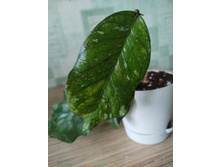 Hoya sp. GPS 7020