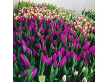 IMG 20210202 165337 679.jpg