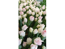 0-02-05-4cc4814b334ce0850152d134696c430d747c4a712c7698cafb279b45ba9a627a a13438fd5db341fa.jpg