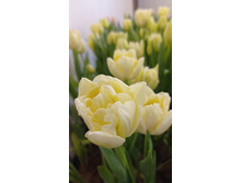 0-02-05-e030cd71c4739fdf24a278f014a6fea6b92b3884439e0ae68f93600532f6d3b9 2c53e9ef5985e383.jpg