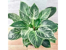 ����������� ������