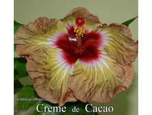 Creme de Cacao