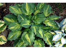 �������� ������ ����� 23�