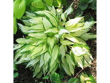 ���� �������� 23�