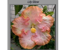 Lily Glow.jpg
