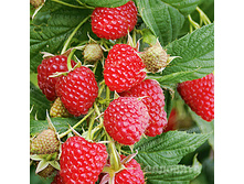 ��� ����� +23�