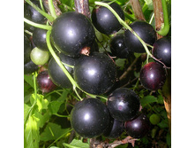 ������� +23�