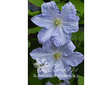 �������� ��������� ��� ����� (3 ��)