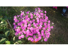 �������� �������