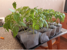 ���� ������� ������