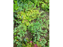 �������� �� ���� 2 ����, ���� ��� ������� - 50 �.