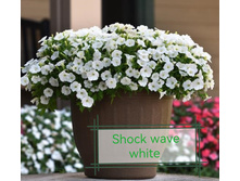 ��� ���� white