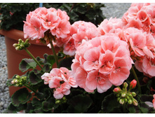 ���������� ��������� Dolce Vita Light Salmon 220 ���