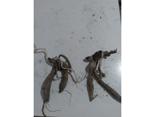 ������� ����� ������