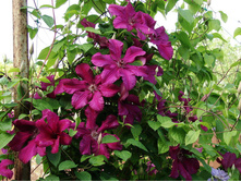 �������� ��������������� "Perida", ������