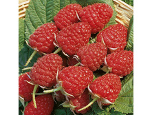 ������ ��������� ���� ���� +23�