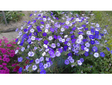 ��� ���� �����