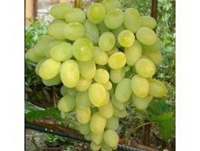 �������� 2.jpg