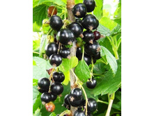 ������� +23�