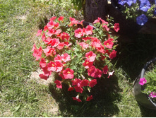 ������ ����