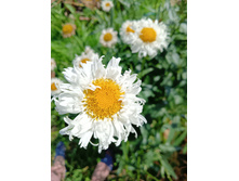 ������� �������� - 100�