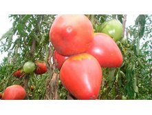 ���� ������� ������