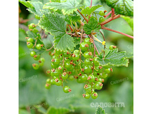 ������� ���������� �������� +23�