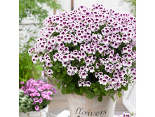 ���������� Angel Mosquitaway Lizzy 270�