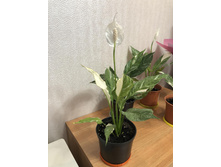 ����������� ������ 2.jpg