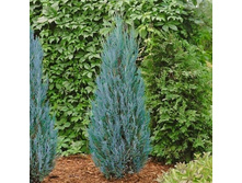 ������������ �������� ��� ����� +23�