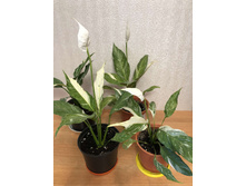 ����������� ������